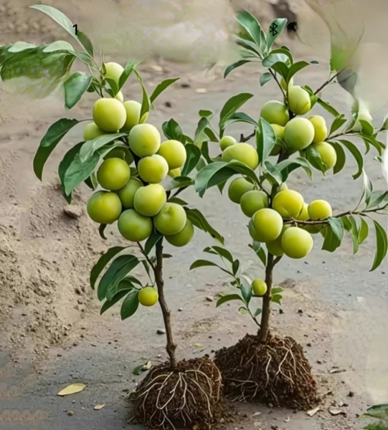 蜂糖李树苗，改良品种，三年苗,挂果苗，早熟品种，产量高。