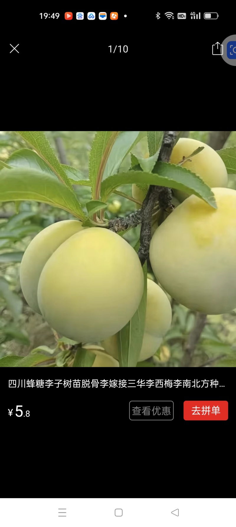 蜂糖李树苗，改良品种，三年苗,挂果苗，早熟品种，产量高。