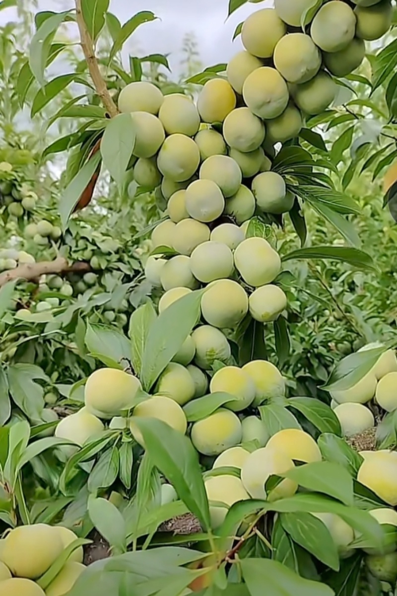 蜂糖李树苗，改良品种，三年苗,挂果苗，早熟品种，产量高。