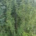 蜂糖李树苗，改良品种，三年苗,挂果苗，早熟品种，产量高。