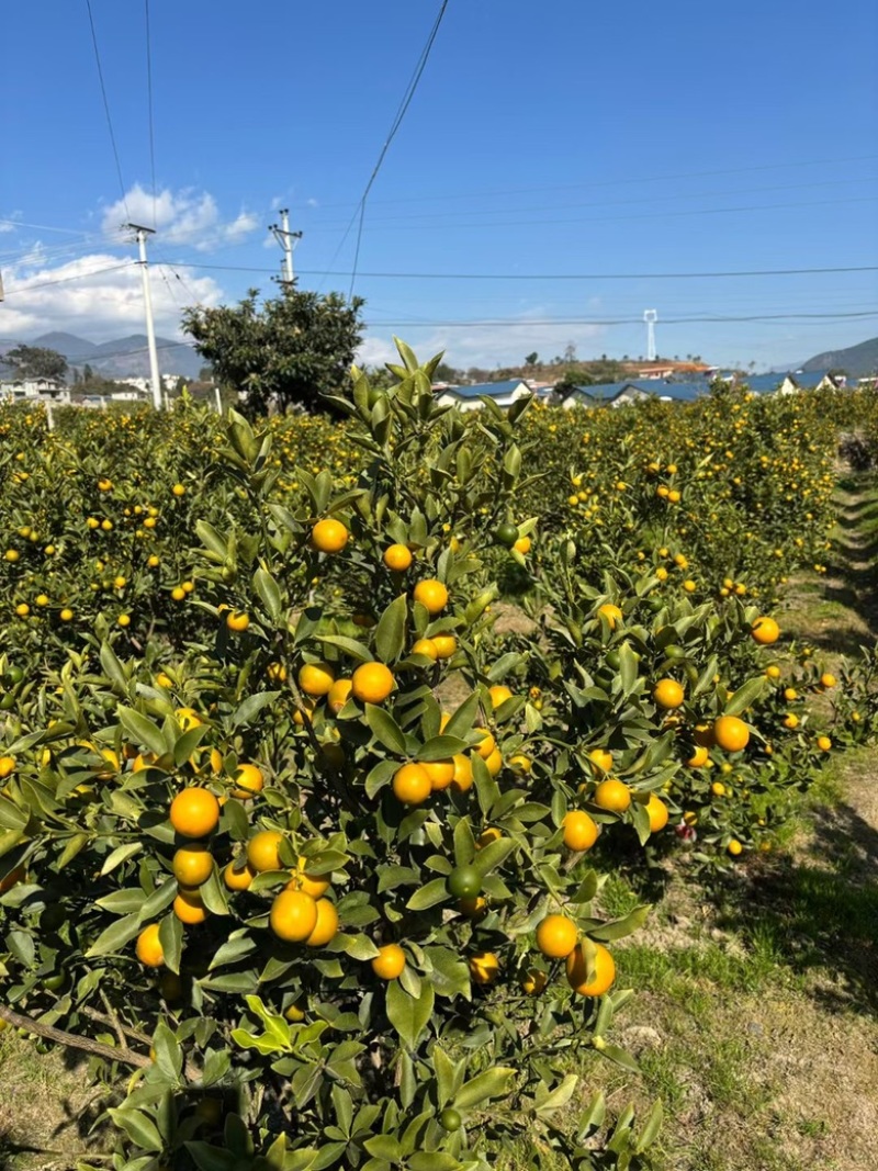 大凉山特产德昌纯甜金桔高原阳光非大棚金桔绿色食品