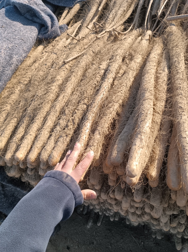 铁棍山药代收（大量现货供应）