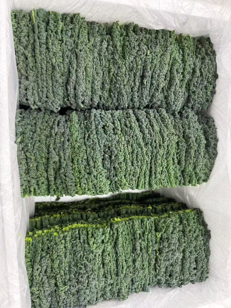 进口羽麒麟2号皱叶菜苗大田基地专用