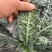 【荷兰进口】羽麒麟2号鲜食版种子