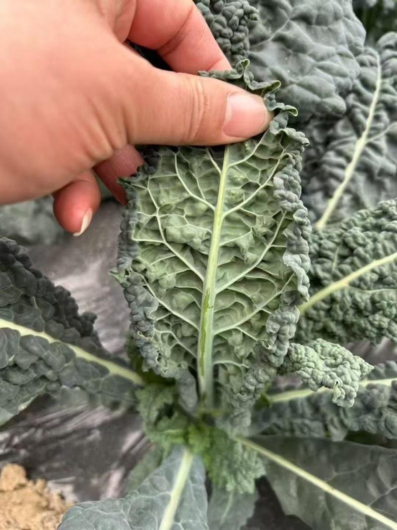 【荷兰进口】羽麒麟2号鲜食版种子