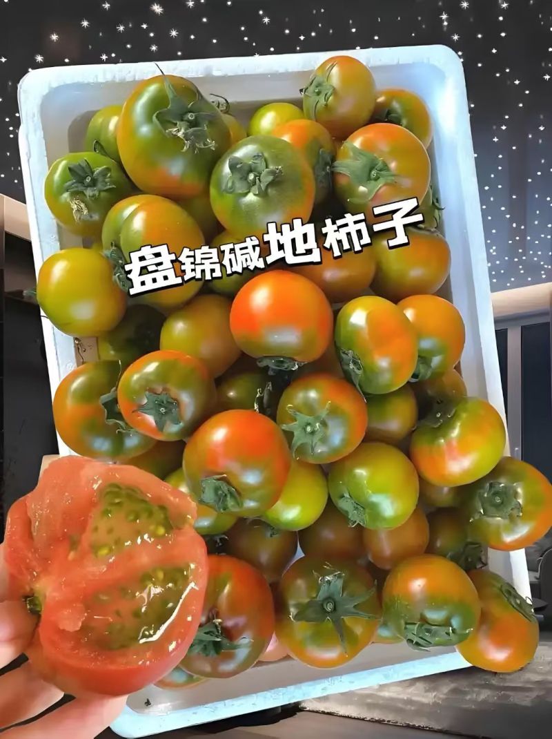 盘锦碱地柿子