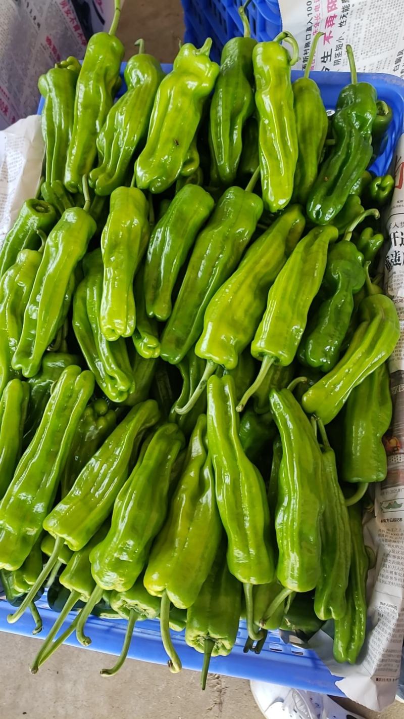 广东湛江芜湖椒，苏椒炮王，实地考察，合作共赢，视频看货