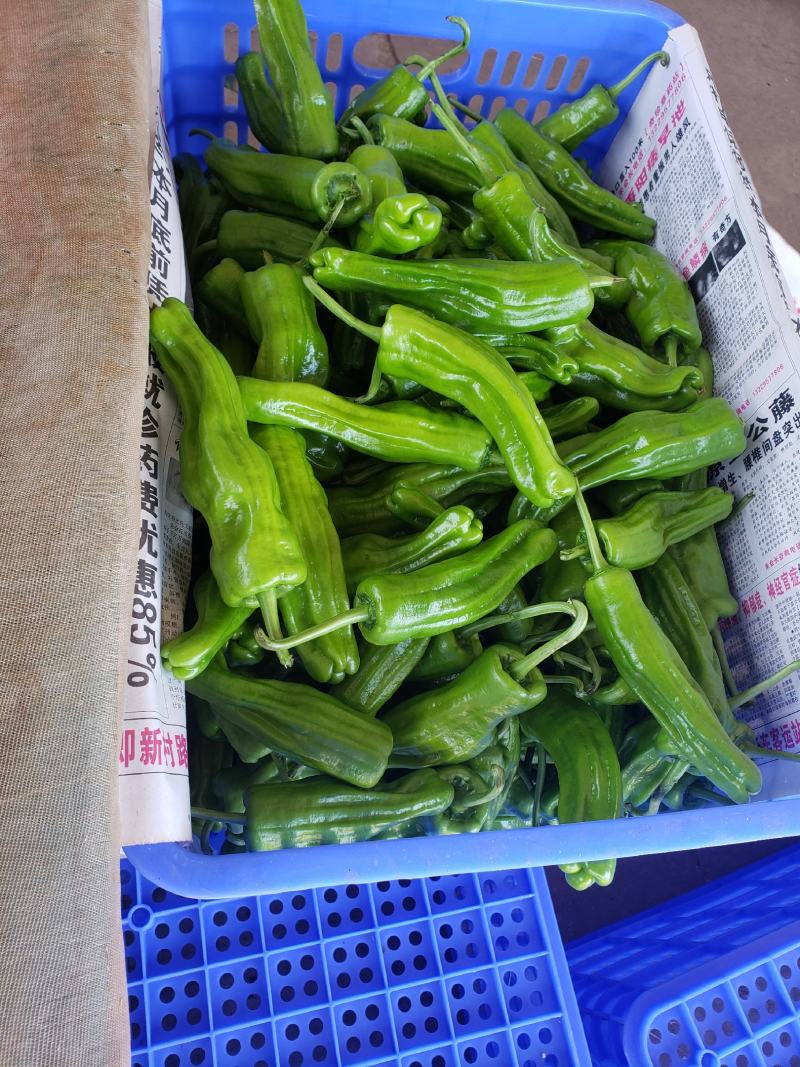 广东湛江芜湖椒，苏椒炮王，实地考察，合作共赢，视频看货
