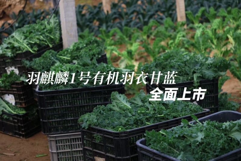 有机羽衣甘蓝鲜叶嫩叶，三证齐全