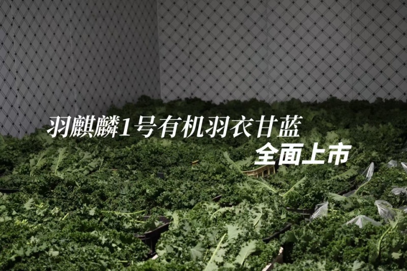 有机羽衣甘蓝鲜叶嫩叶，三证齐全