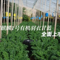 有机羽衣甘蓝鲜叶嫩叶，三证齐全