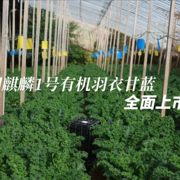 有机羽衣甘蓝鲜叶嫩叶，三证齐全