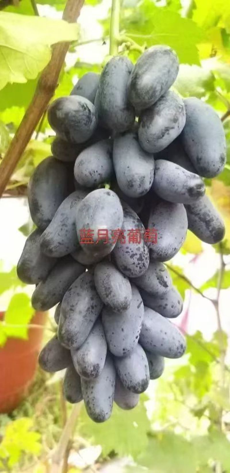 早熟蓝月亮葡萄苗，及早熟，颗粒巨大而美观，口感甜，不裂果