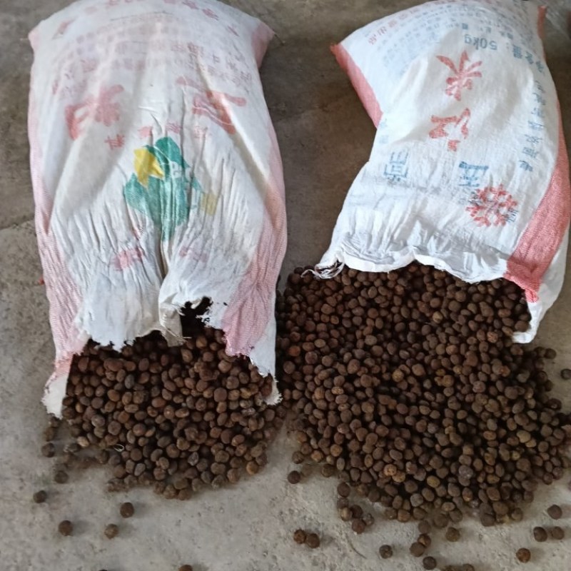 千年油桐籽