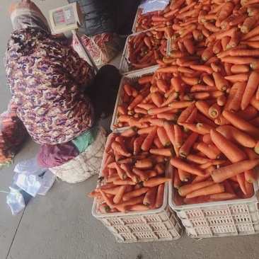 大量供应东台胡萝卜