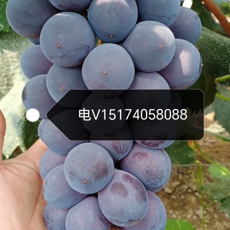 大棚，露地，冷库辽峰葡萄，巨峰葡萄，阳光玫瑰大量上市