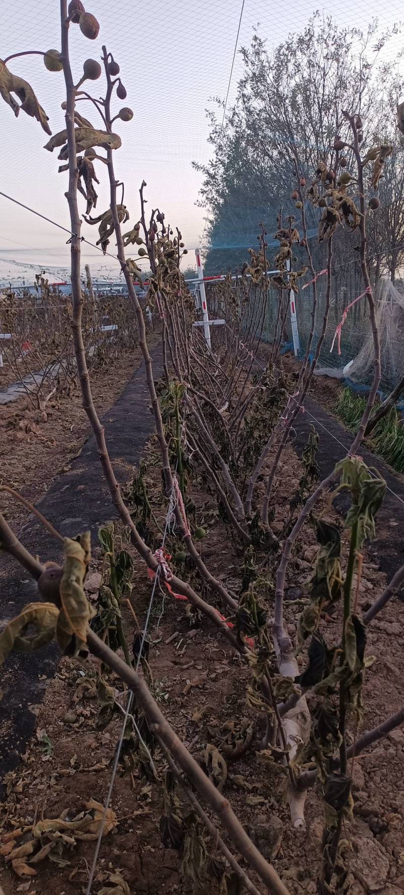 金早无花果枝条，保纯度？**的价格