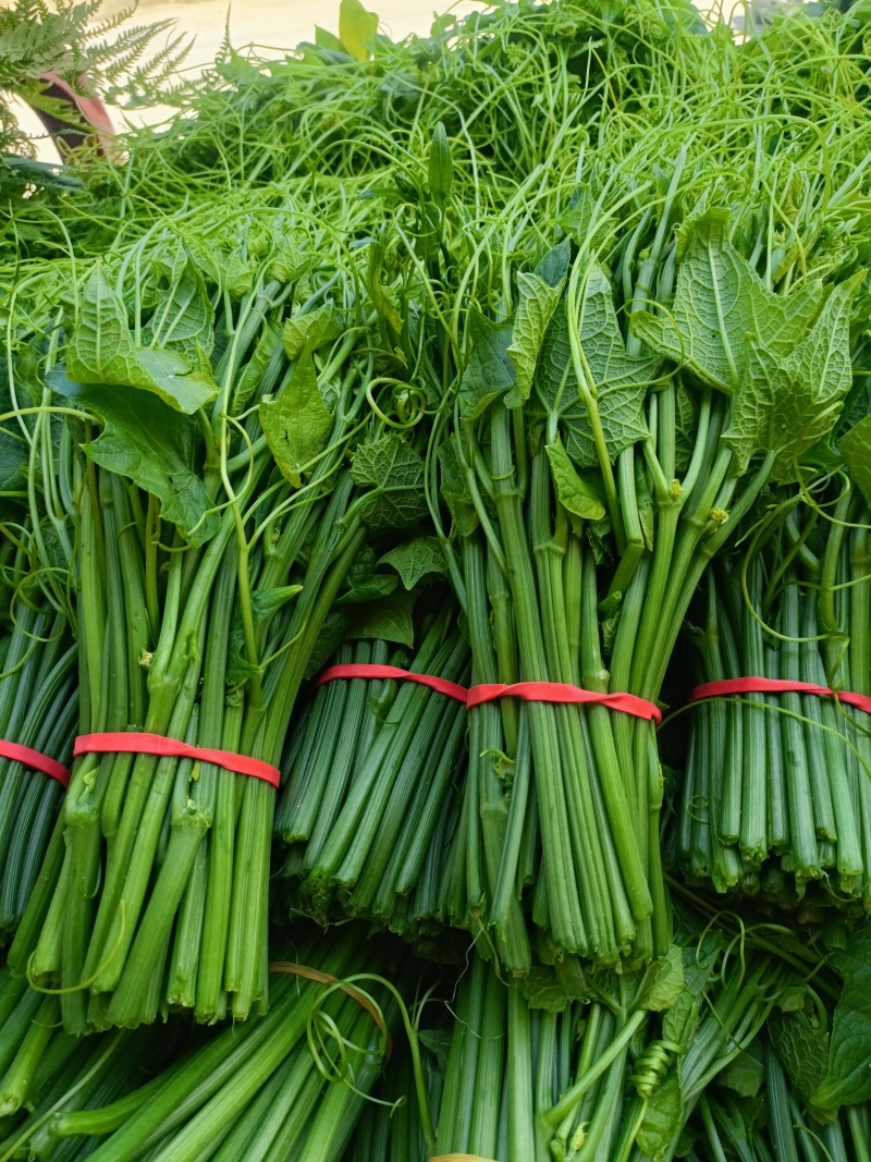 绿色蔬菜佛手瓜尖龙须菜零污染特色洋瓜尖精品捧瓜尖