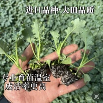 【荷兰进口】羽麒麟羽衣甘蓝苗子
