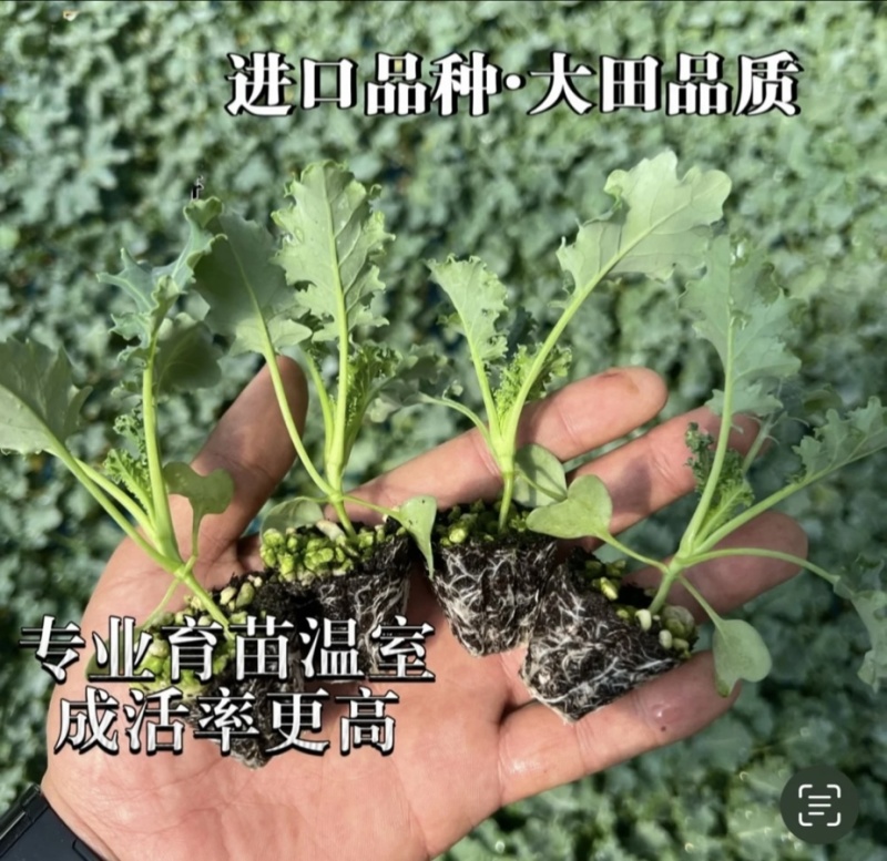 【荷兰进口】羽麒麟羽衣甘蓝苗子