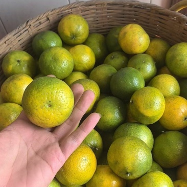 陈皮橘，茶子桔，龙门本地陈皮果