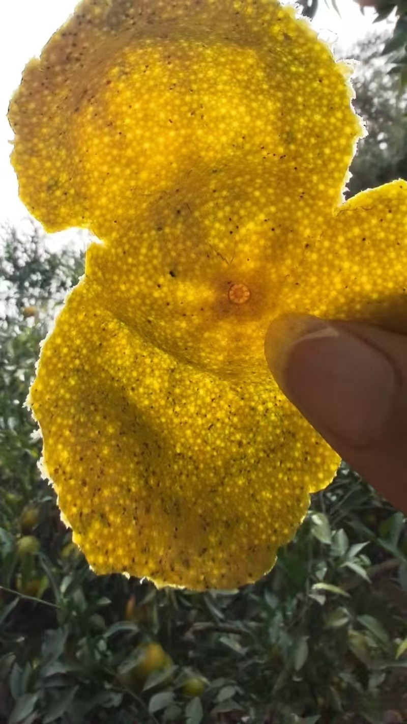 陈皮橘，茶子桔，龙门本地陈皮果