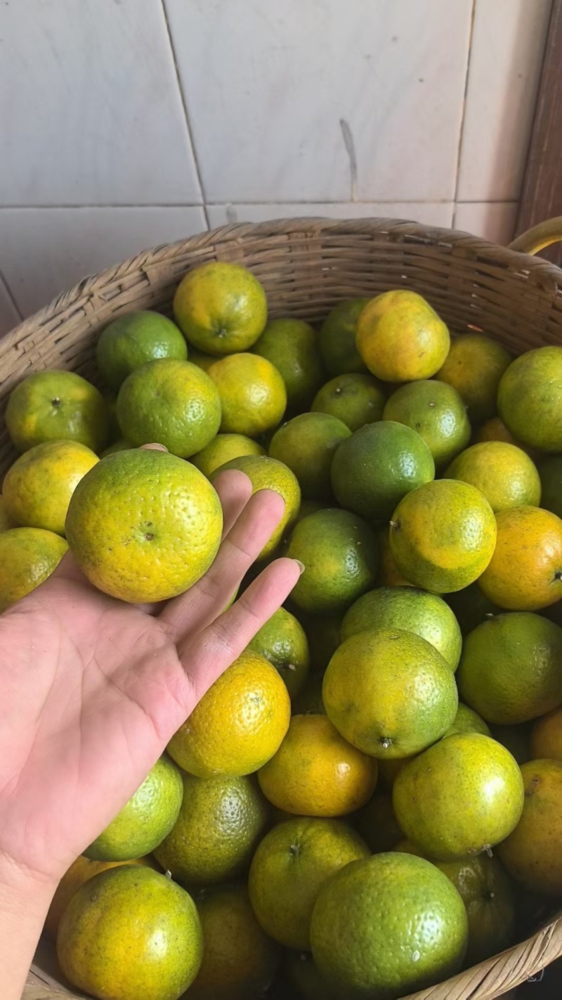 陈皮橘，茶子桔，龙门本地陈皮果