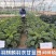 【荷兰进口】羽麒麟羽衣甘蓝苗子