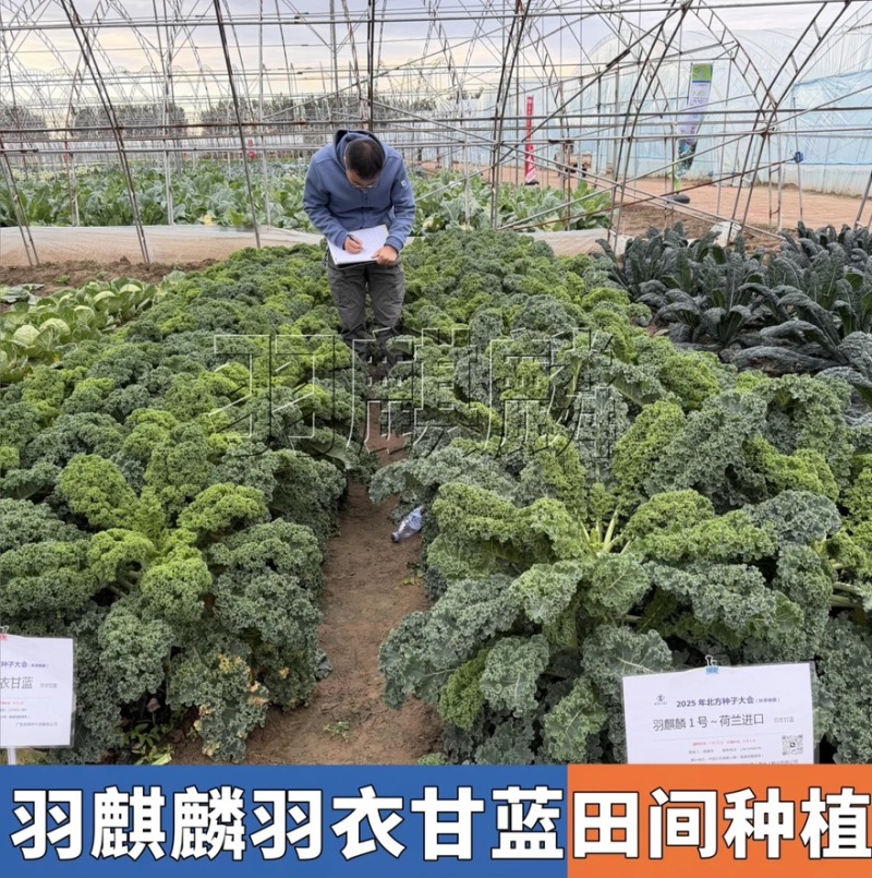 【荷兰进口】羽麒麟羽衣甘蓝苗子