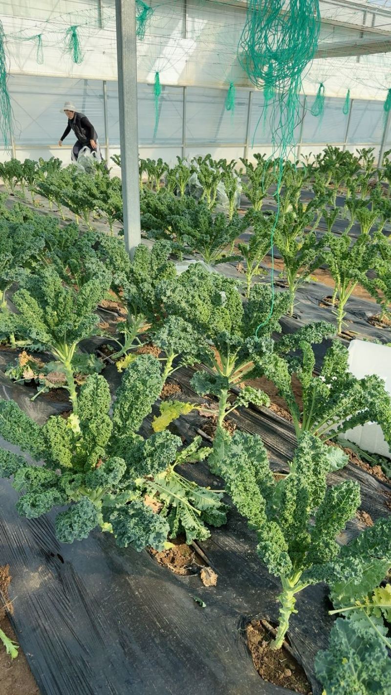 【荷兰进口】羽麒麟羽衣甘蓝苗子