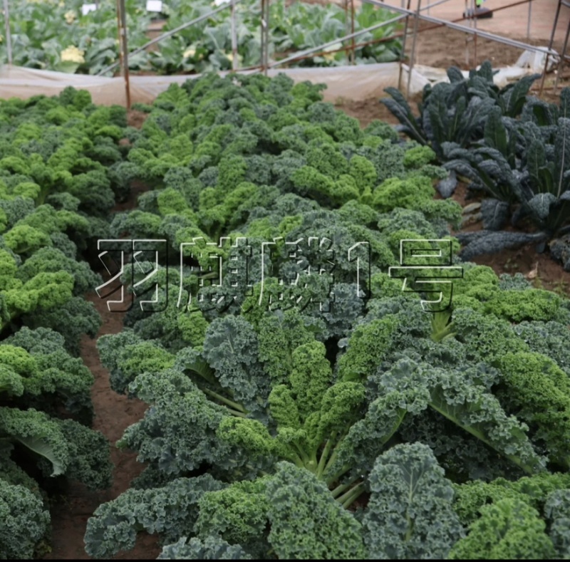【荷兰进口】羽麒麟羽衣甘蓝苗子