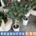 【荷兰进口】羽麒麟羽衣甘蓝苗子