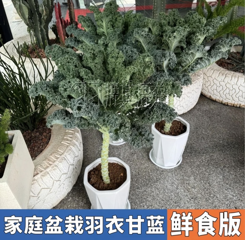 【荷兰进口】羽麒麟羽衣甘蓝苗子