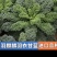 【荷兰进口】羽麒麟羽衣甘蓝苗子
