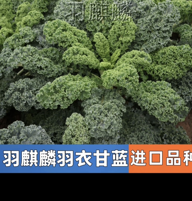 【荷兰进口】羽麒麟羽衣甘蓝苗子