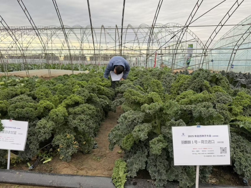 【荷兰进口】羽麒麟羽衣甘蓝苗子