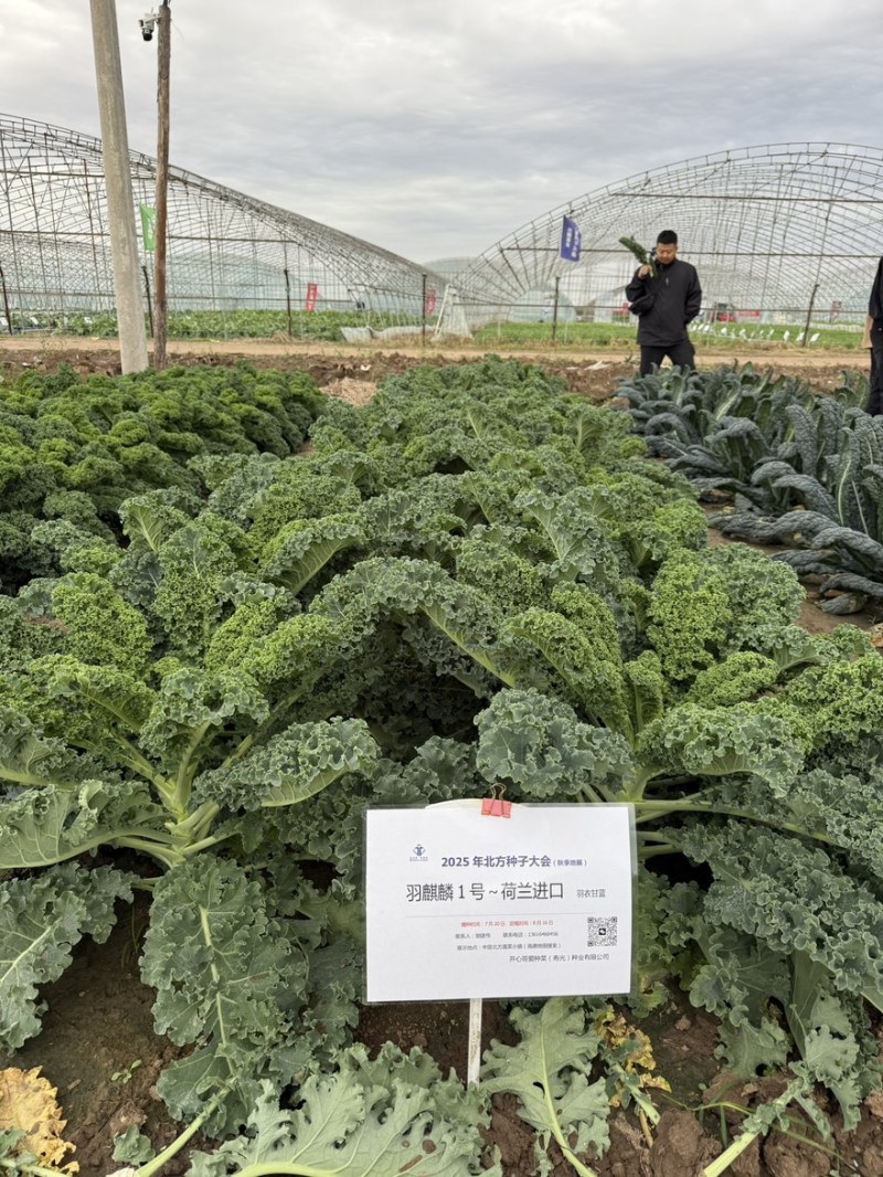 【荷兰进口】羽麒麟羽衣甘蓝苗子