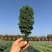 【荷兰进口】羽麒麟羽衣甘蓝苗子