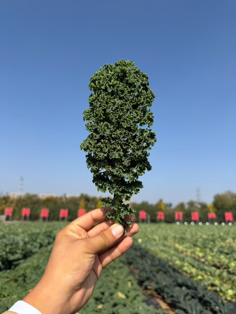 【荷兰进口】羽麒麟羽衣甘蓝苗子