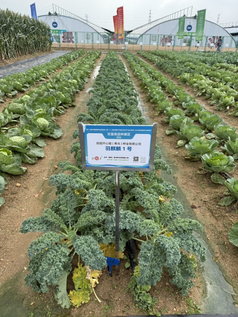 【荷兰进口】羽麒麟羽衣甘蓝苗子