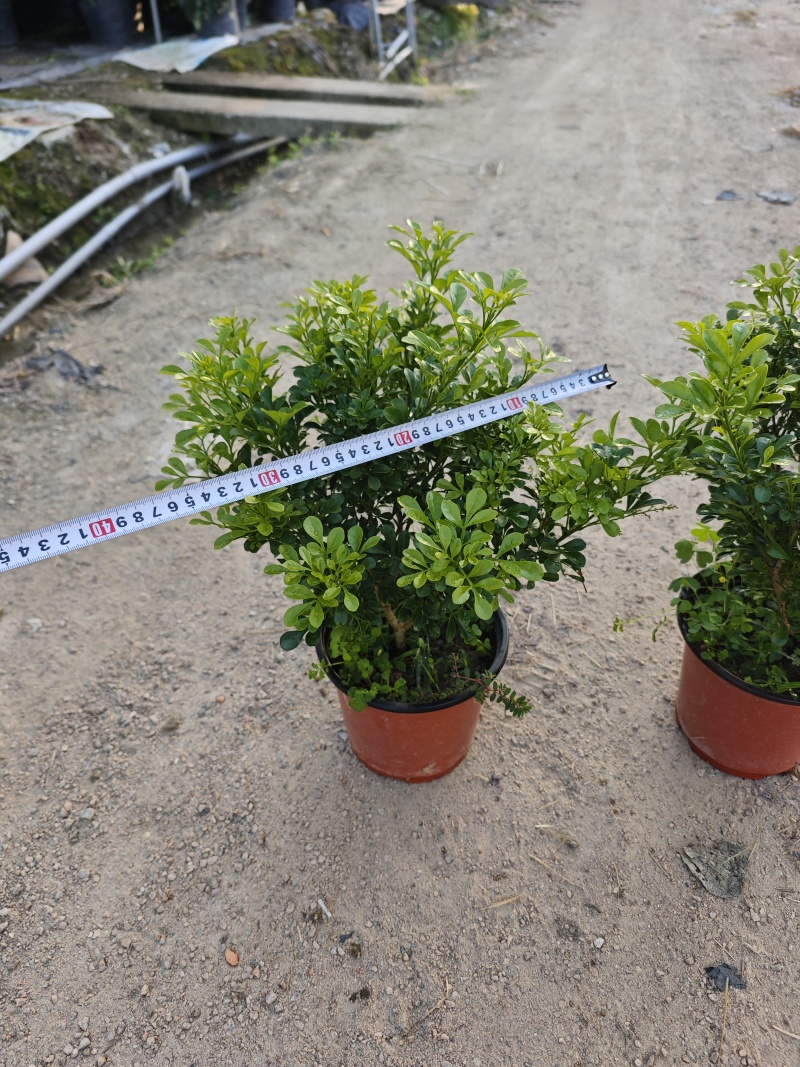 米兰18杯盆苗福建漳州基地量大现货批发