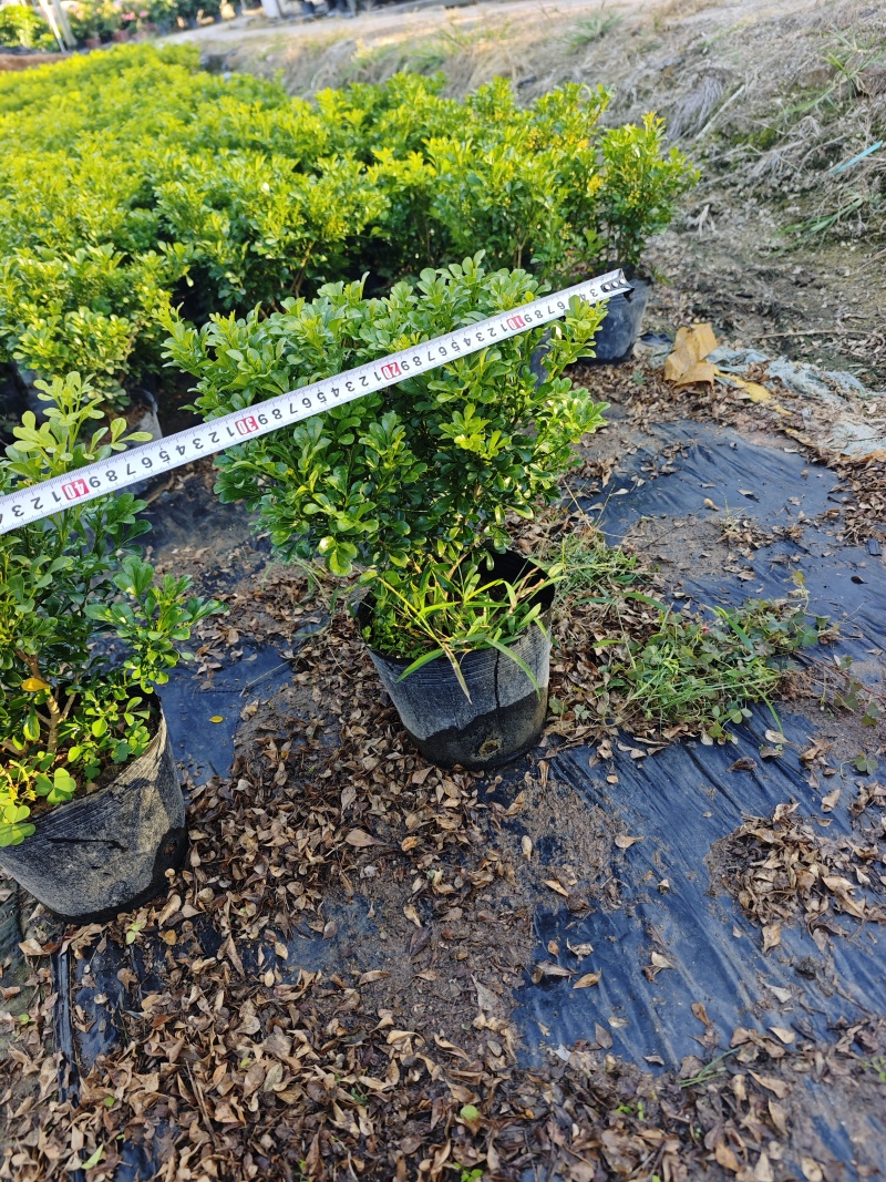 米兰18杯盆苗福建漳州基地量大现货批发