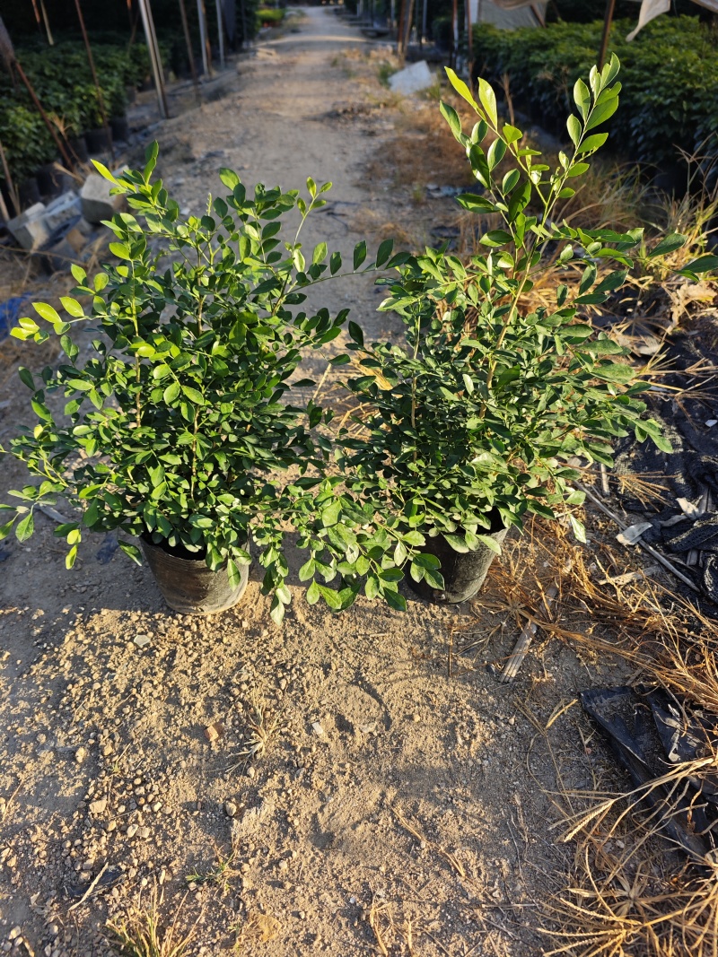 九里香18杯大杯苗福建现货供应量大批发