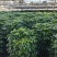 绿宝树大量现货批发福建基地现货供应批发