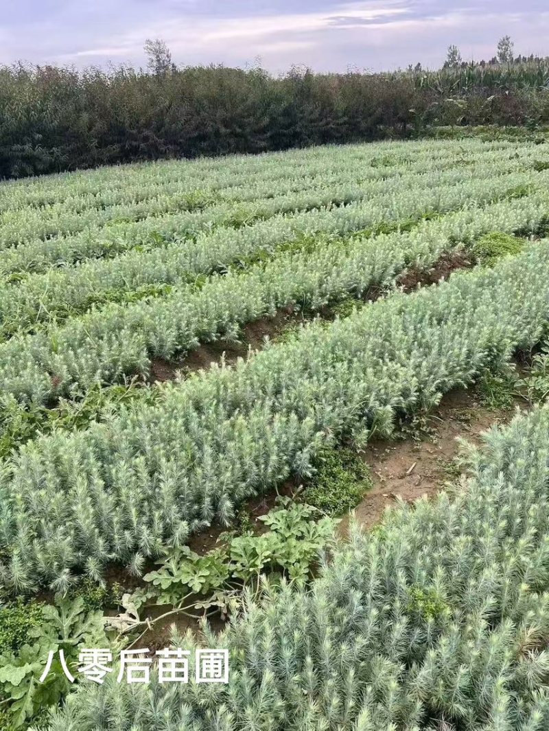 雪松雪松小苗雪松当年小苗雪松树雪松树苗