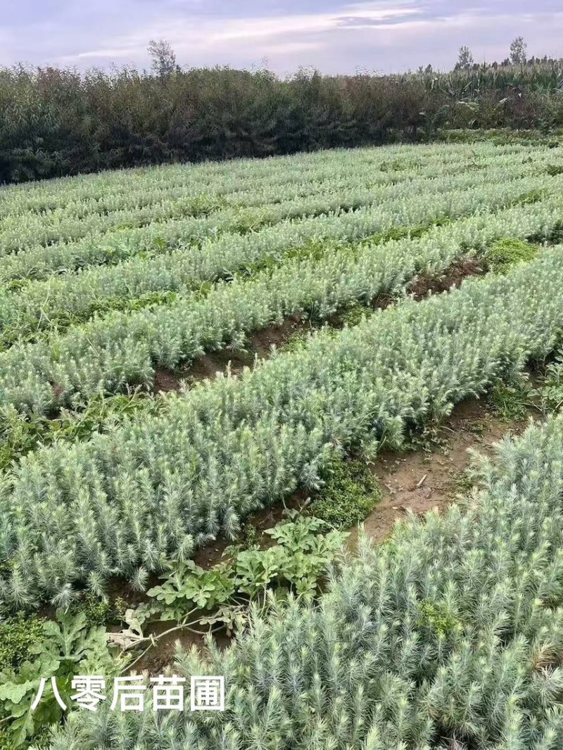 雪松雪松小苗雪松当年小苗雪松树雪松树苗