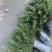 雪松雪松小苗雪松当年小苗雪松树雪松树苗