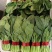 精品大棚菠菜，质量保证，价格合理，山东金乡货