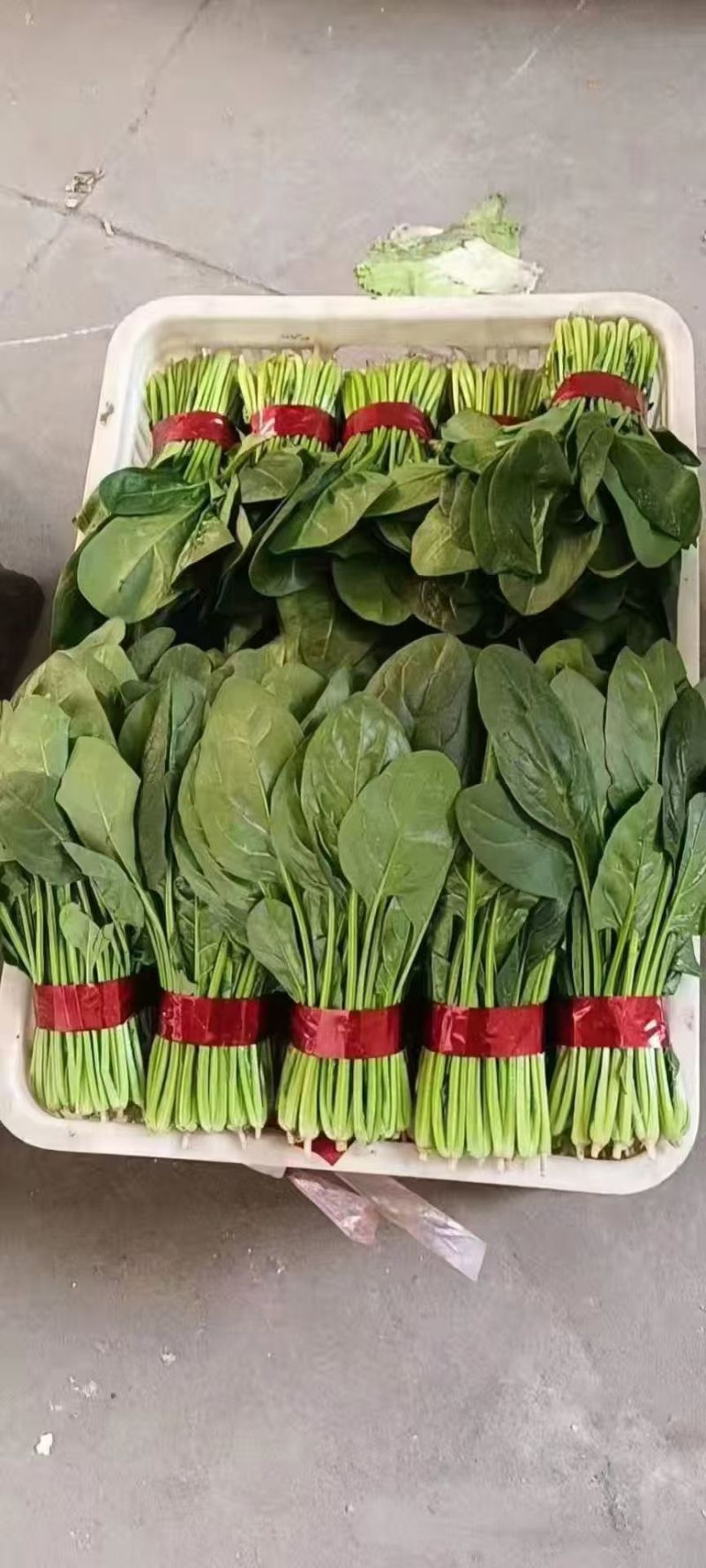 精品大棚菠菜，质量保证，价格合理，山东金乡货