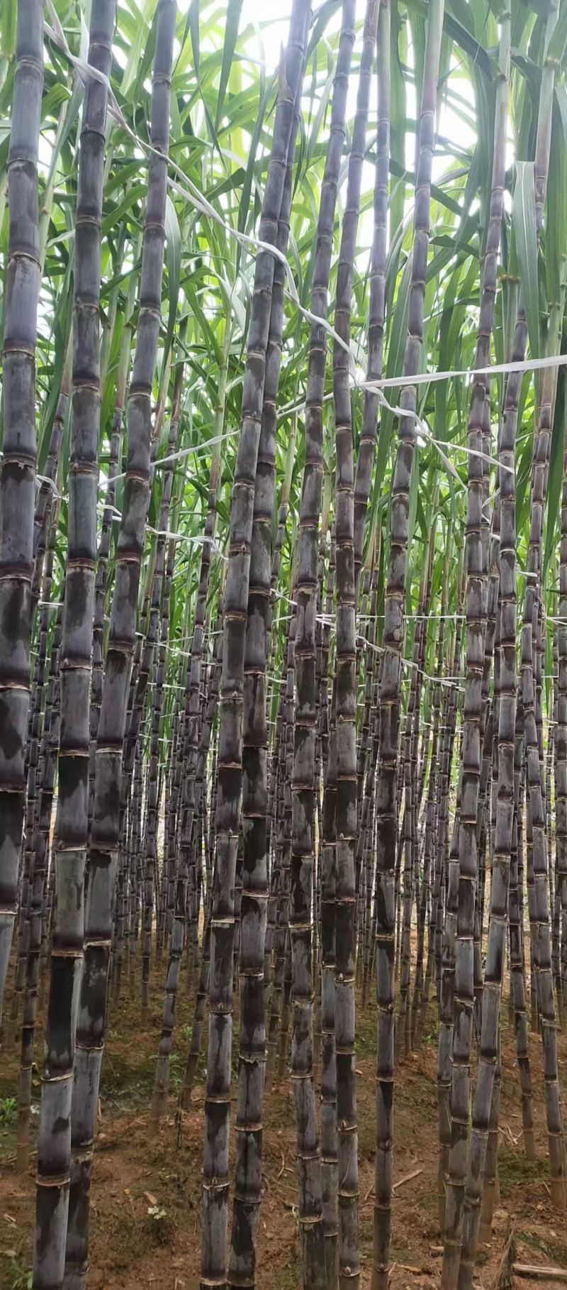 水果甘蔗大量上市